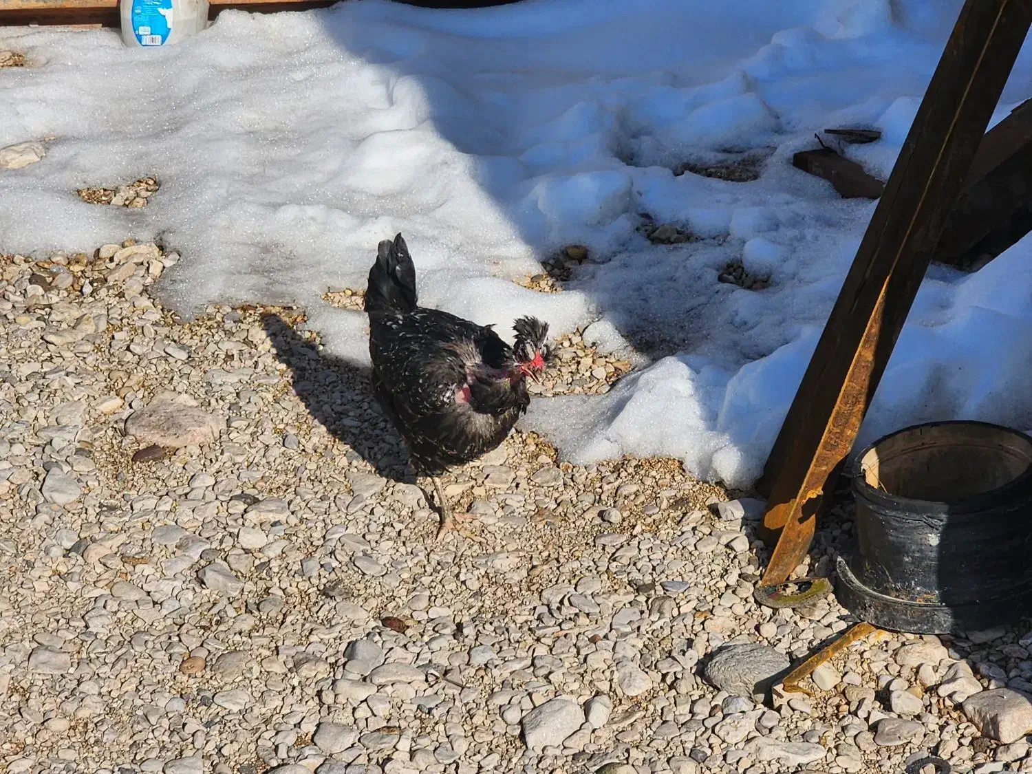 گلین گردن لخت|حیوانات مزرعه|شیروان (خراسان), |دیوار