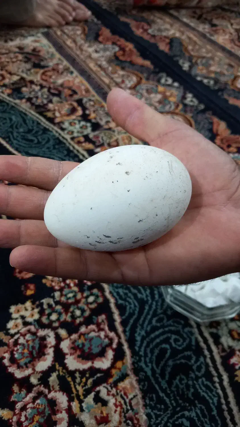 تخم غاز فروشی|حیوانات مزرعه|رامیان, |دیوار