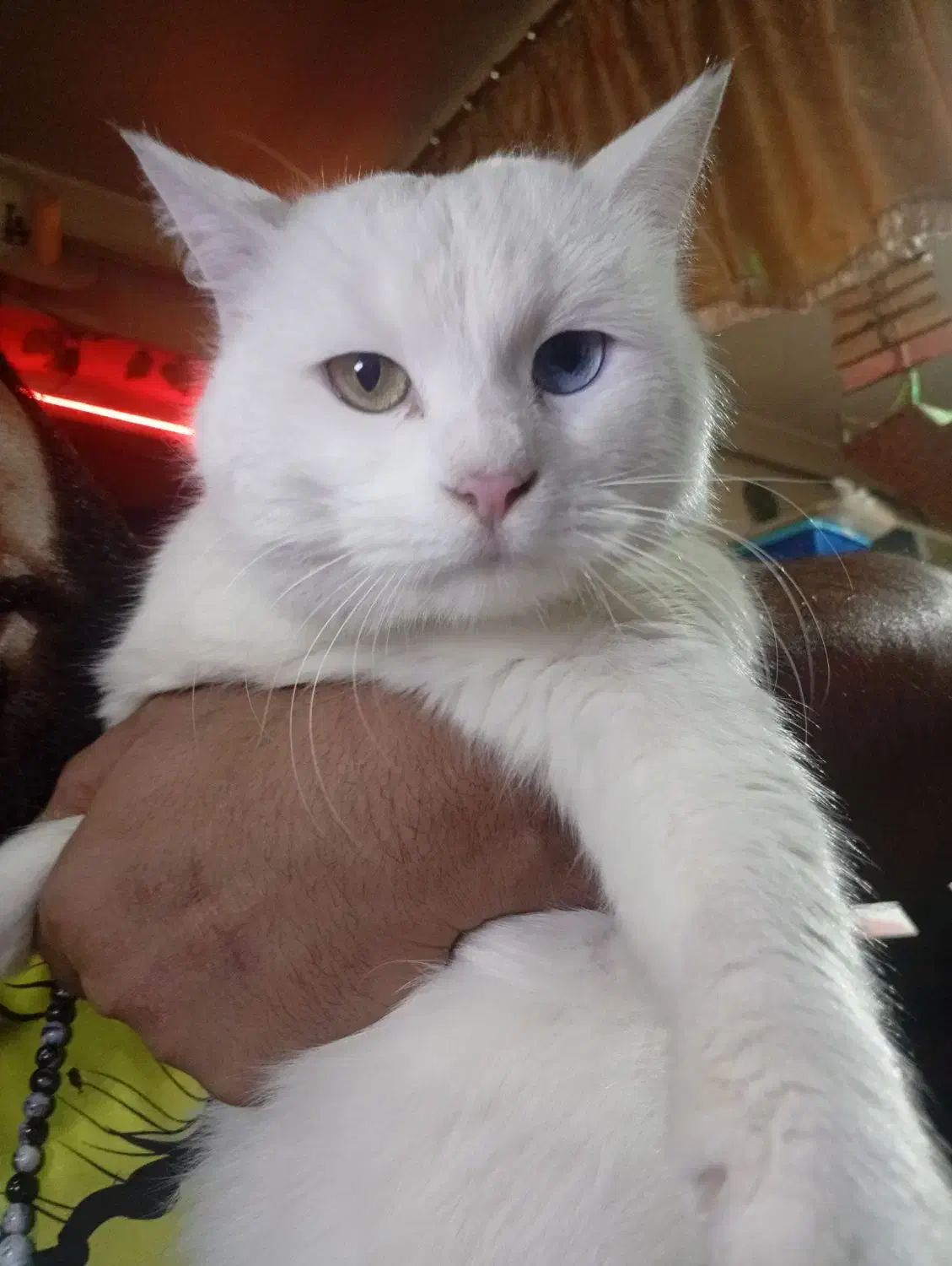 گربه پرشین|گربه|ارومیه, |دیوار