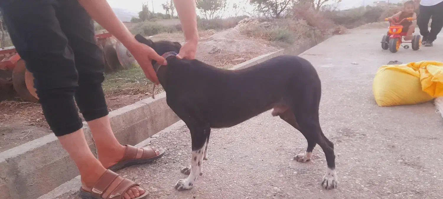 توله سگ دنبالانی حرفی واکسن خورده|سگ|گلی داغ, |دیوار