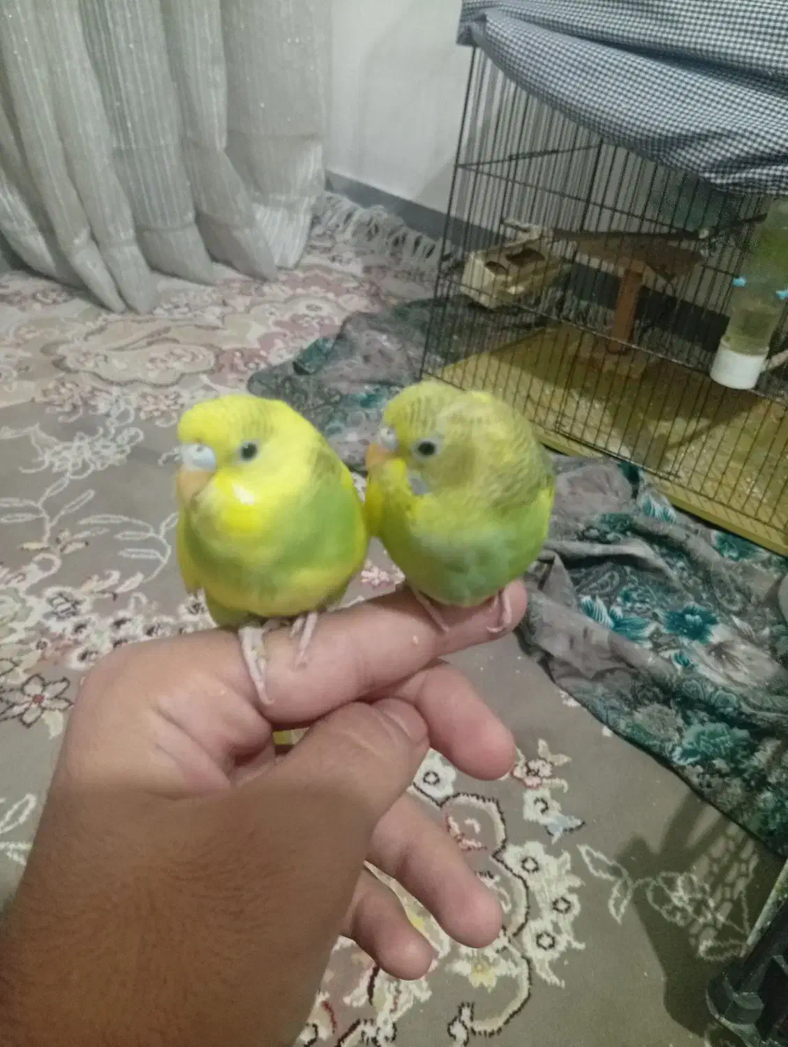 فروش 2 عدد مرغ عشق نیمه دستی  دونه ای150|پرنده|مهدی شهر, |دیوار