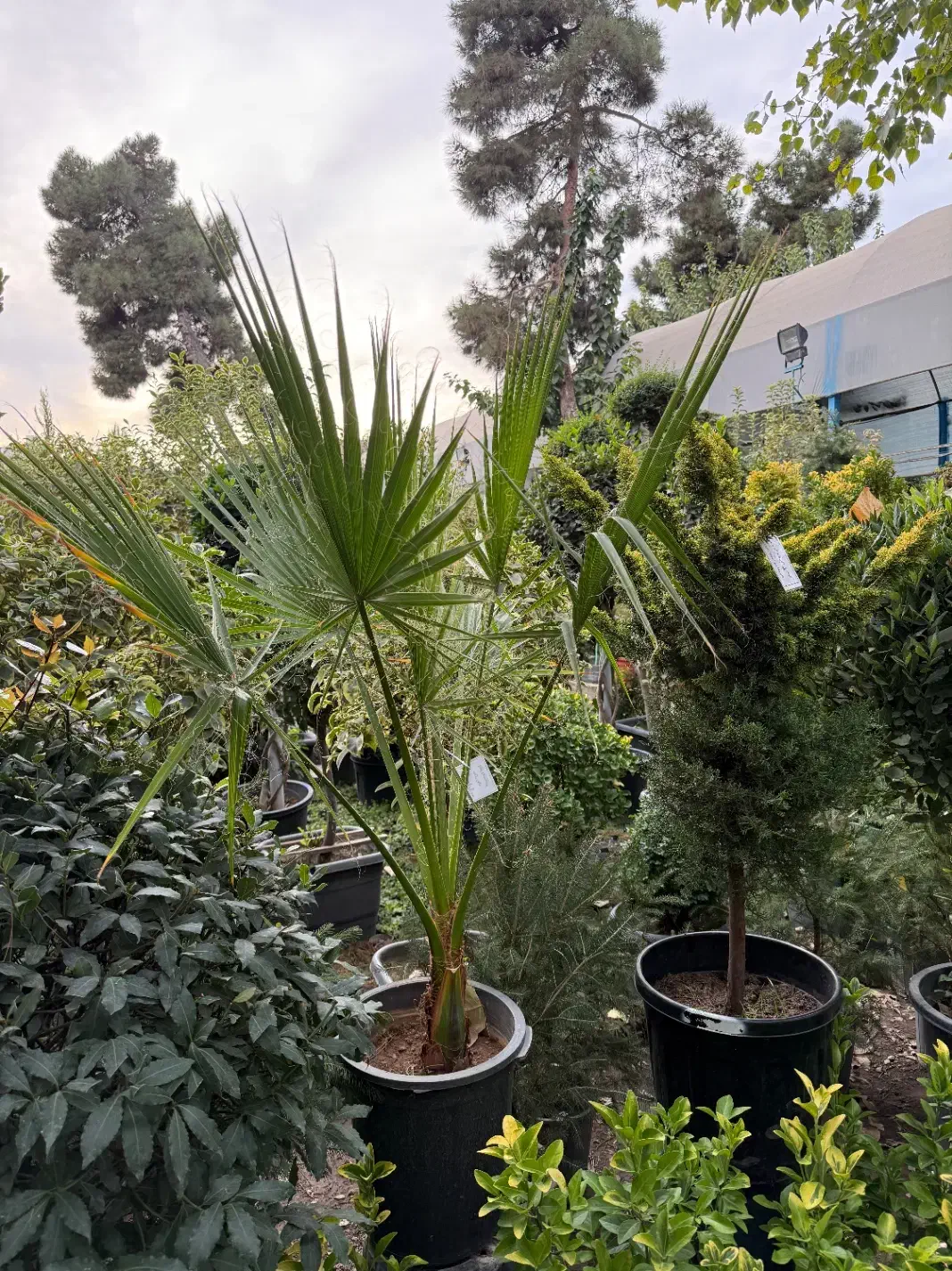 فروش گیاهان گلخانه سار|خدمات باغبانی و درختکاری|تهران, سهروردی|دیوار