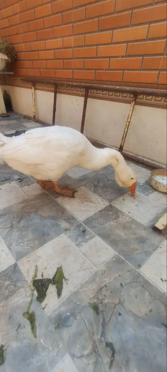 قو غاز اکراینی قشنگ ترین حیون|حیوانات مزرعه|اصفهان, شیخ طوسی|دیوار