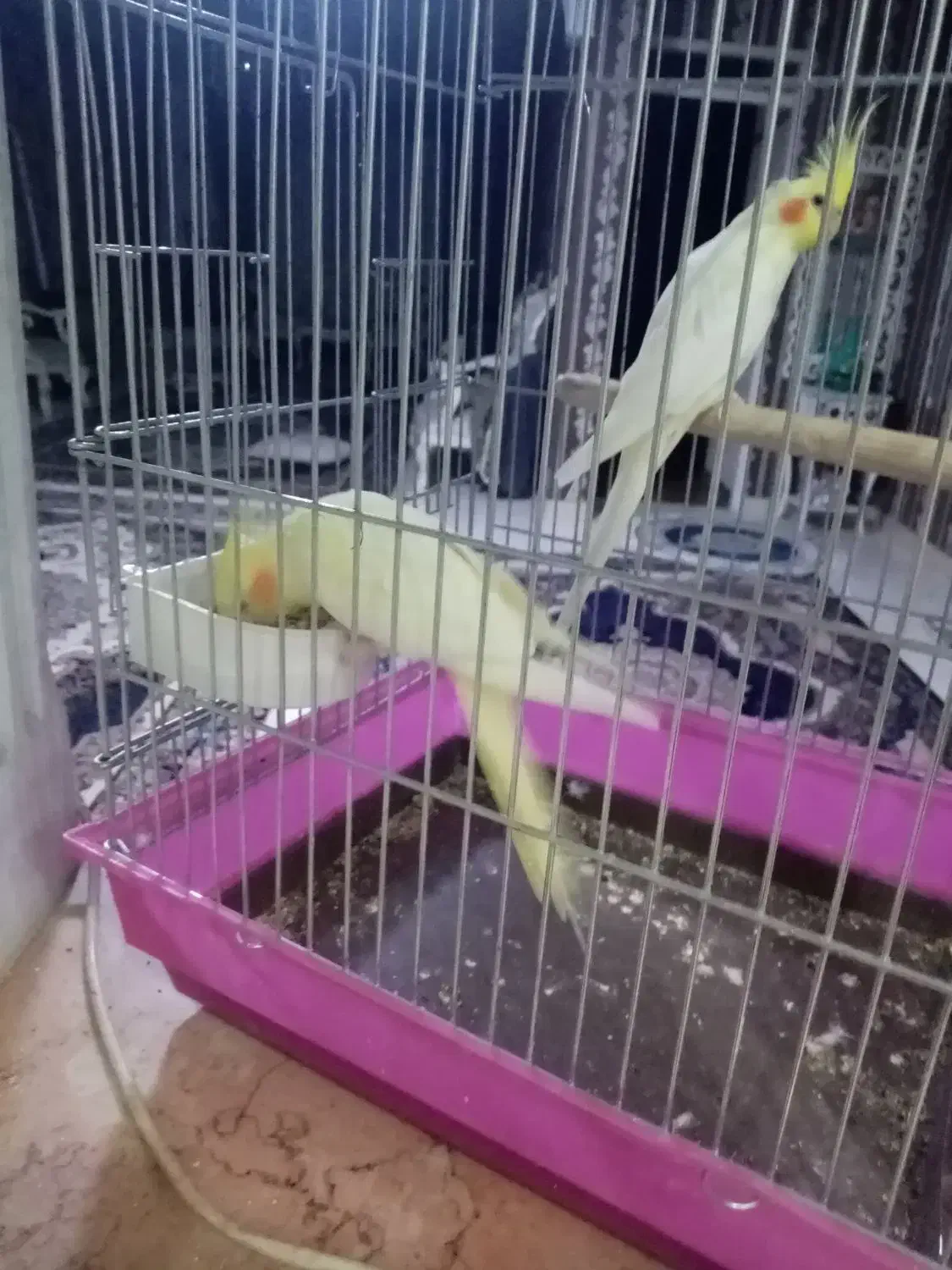 عروس هلندی|پرنده|شهریار, شهریار|دیوار