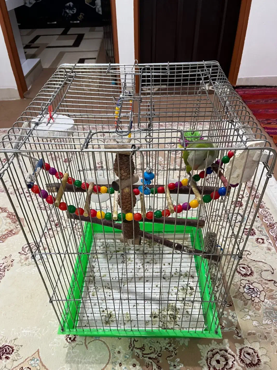 پرنده راهب|پرنده|بندر ماهشهر, |دیوار