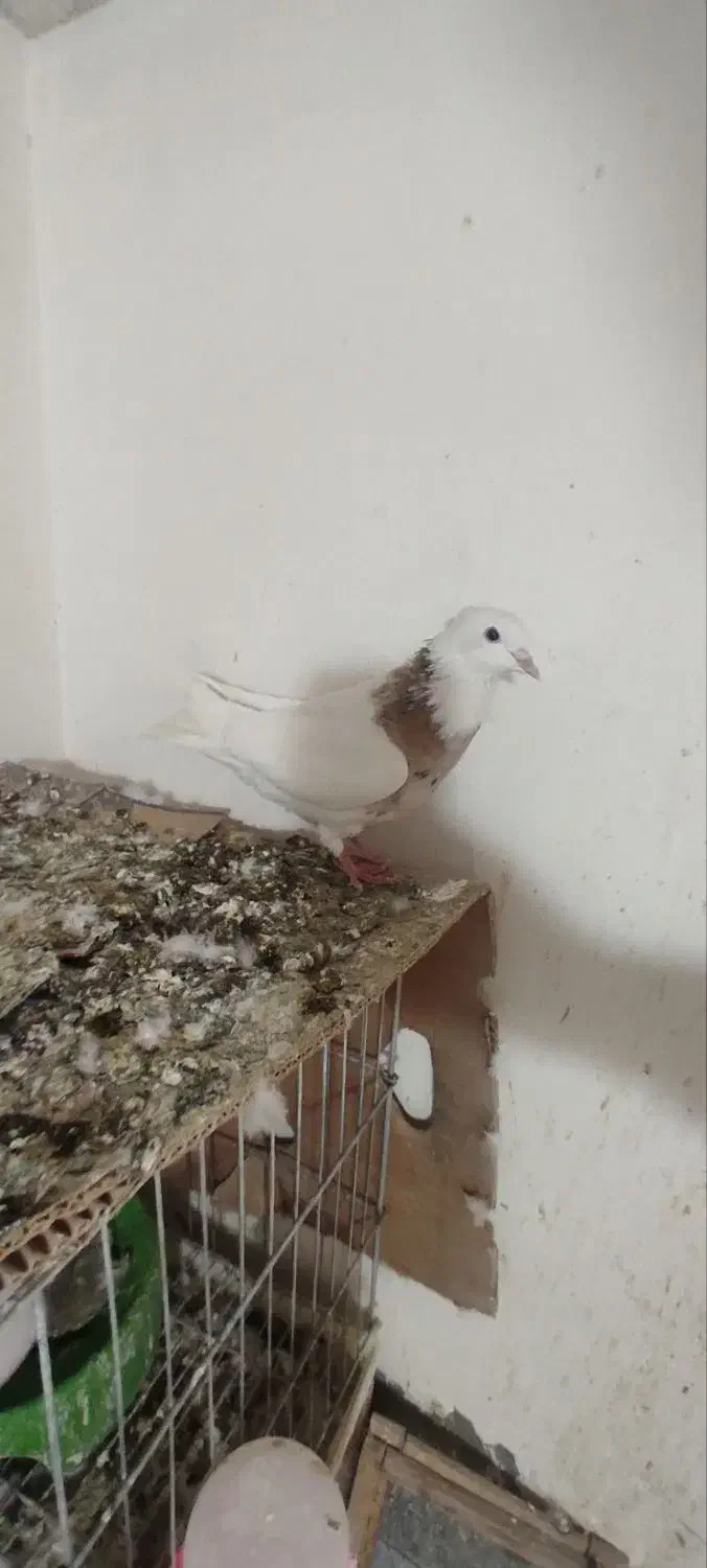 طوقی|پرنده|سنندج, |دیوار