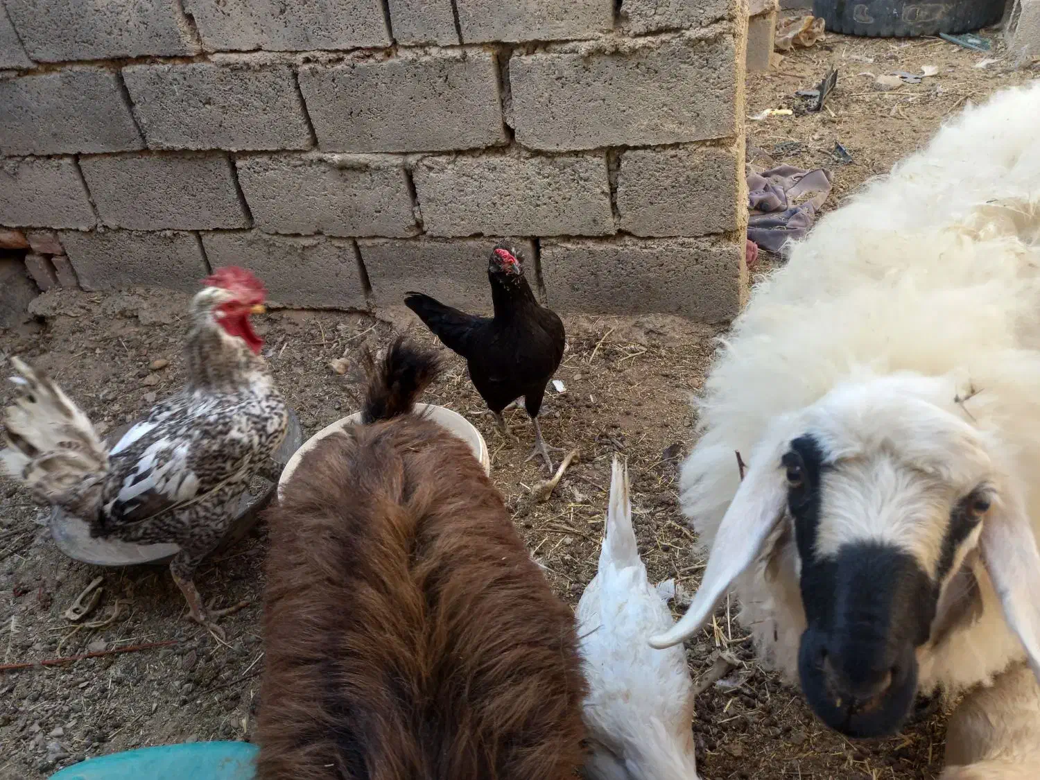 مرغ گلین|حیوانات مزرعه|درمیان, |دیوار