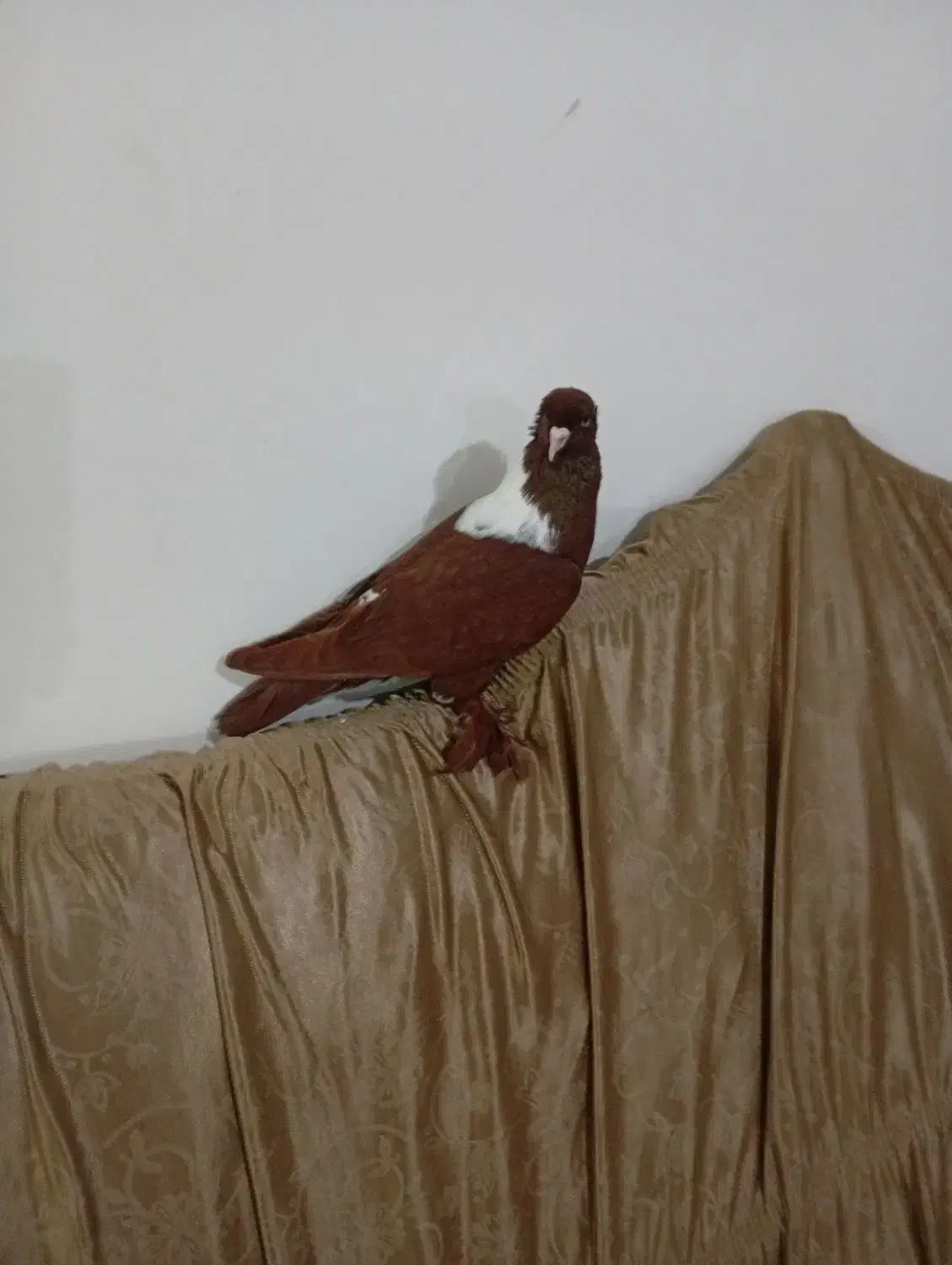 ککیلی|پرنده|اردبیل, |دیوار