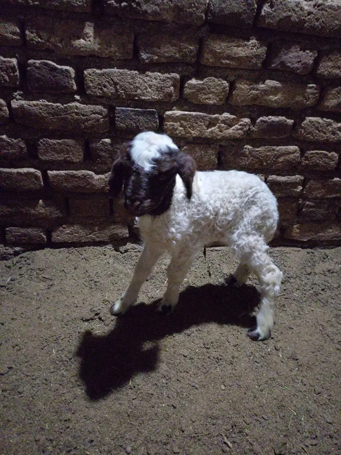 بره|حیوانات مزرعه|کرمانشاه, |دیوار