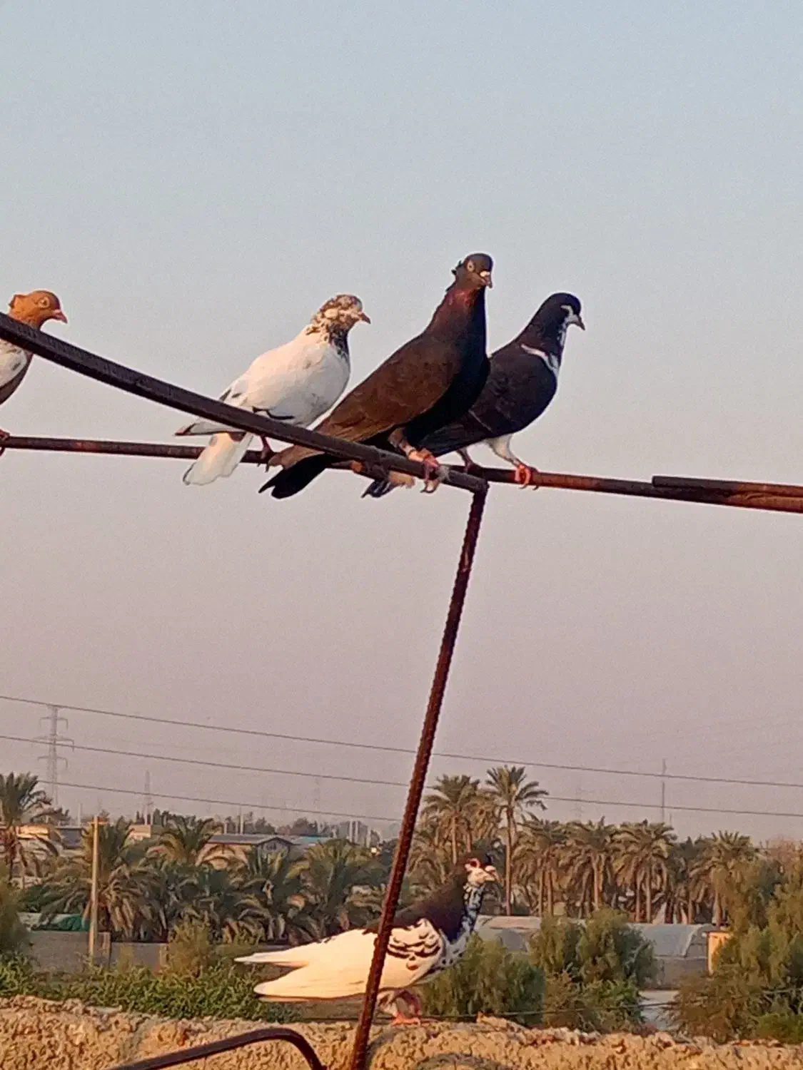 کبوتر|پرنده|برازجان, |دیوار