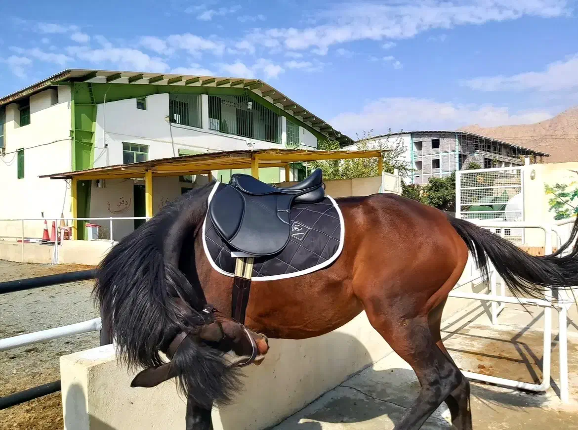 مادیان|اسب و تجهیزات اسبسواری|کرمانشاه, |دیوار