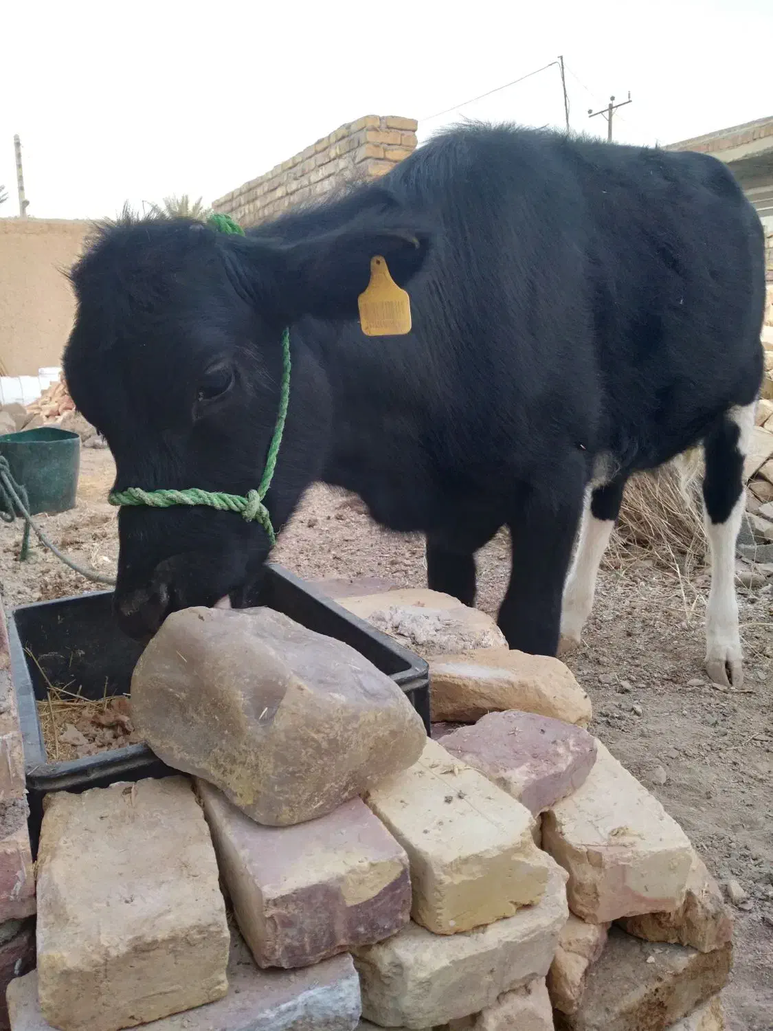 گوساله ماده ۸ ماهه ازنسل شیری|حیوانات مزرعه|سراوان, |دیوار
