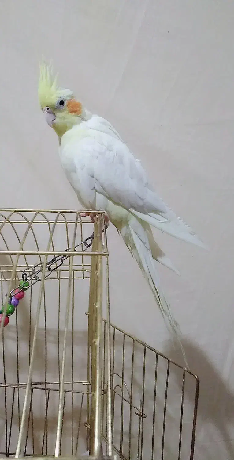 عروس هلندی|پرنده|تربت‌حیدریه, بازار|دیوار