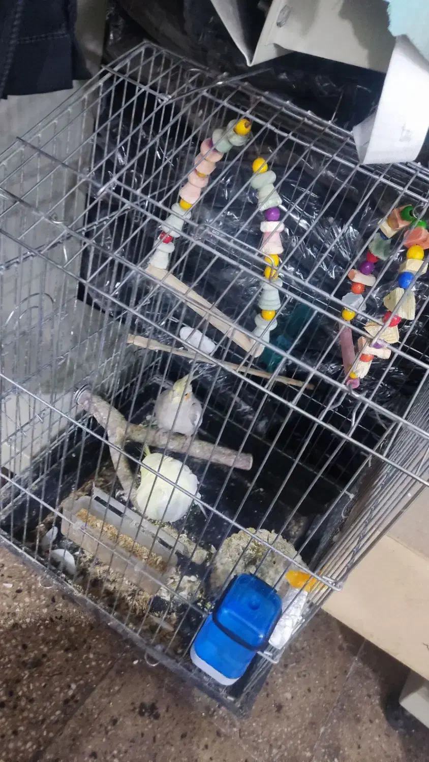 عروس هلندی نر و ماده|پرنده|تهران, والفجر (افسریه)|دیوار