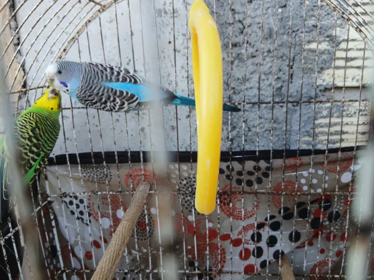 مرغ عشق نر ماده سالم سر حال|پرنده|ماکلوان, |دیوار