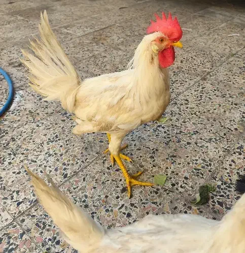 سه عدد خروس|حیوانات مزرعه|اهواز, کیانشهر|دیوار