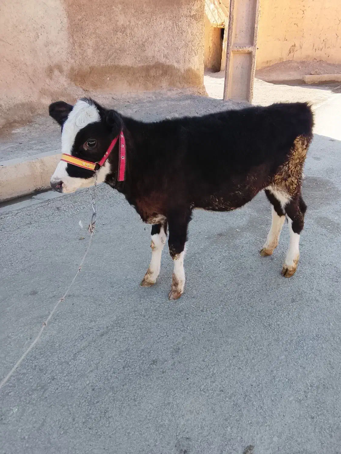 گوساله|حیوانات مزرعه|کلیائی, |دیوار