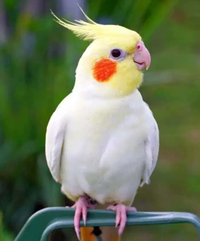 عروس هلندی گمشده|پرنده|شادگان, |دیوار