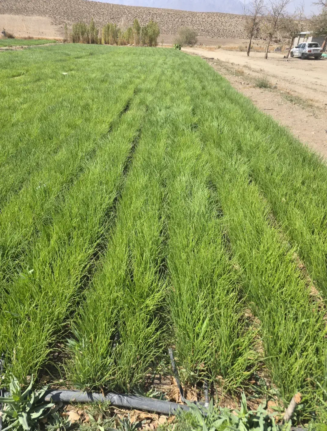 نهال پیاز مینروا|گل و گیاه طبیعی|درب بهشت, |دیوار