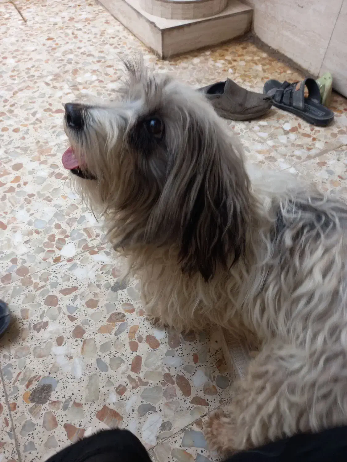 واگذاری سگ|سگ|آبادان, |دیوار