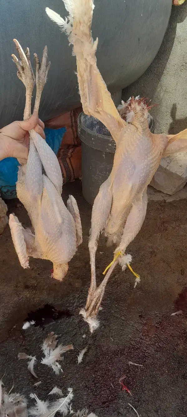 بوقلمون|حیوانات مزرعه|مریوان, |دیوار