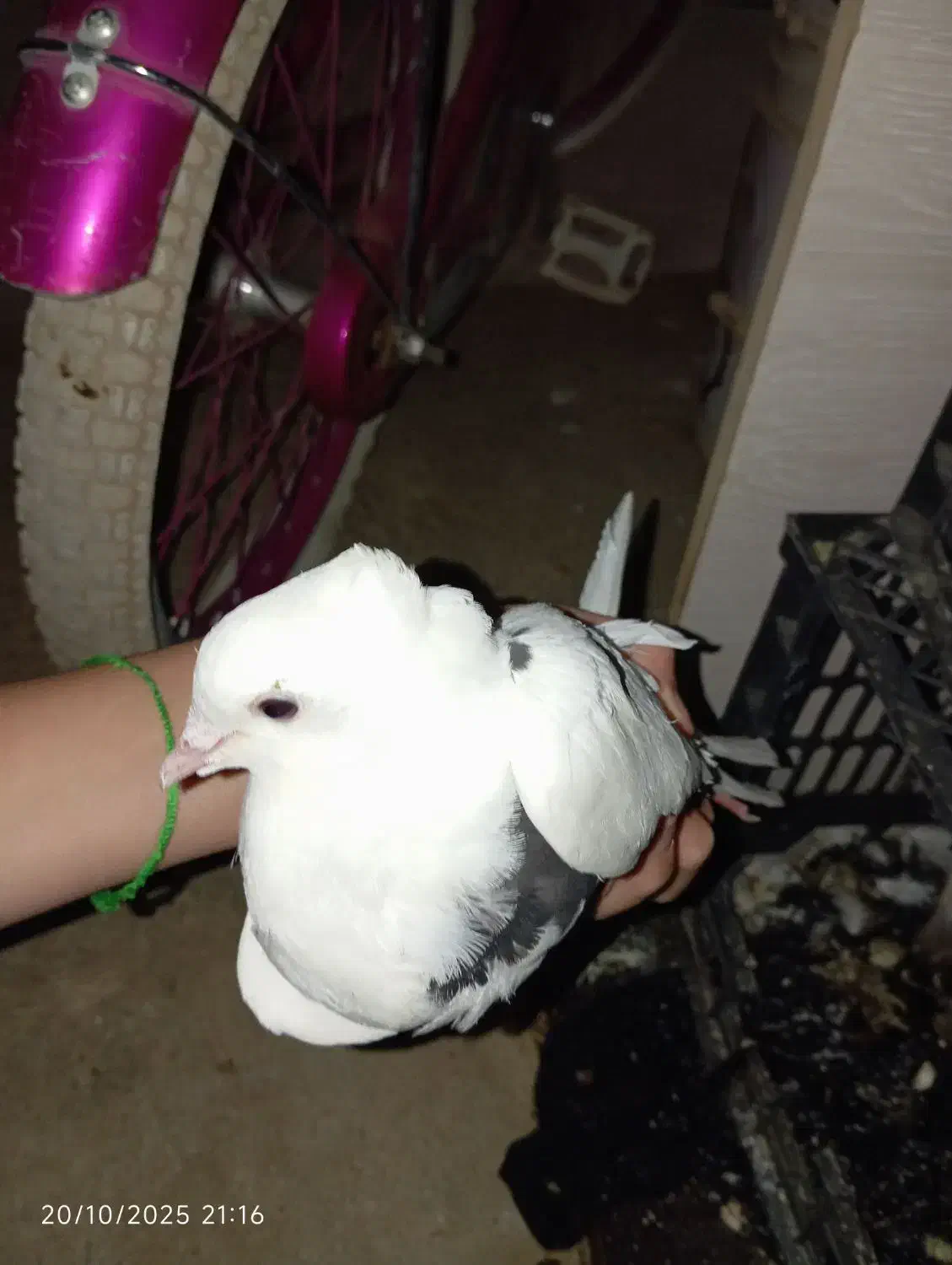 6کببوتر یا معامله|پرنده|دالاهو, |دیوار