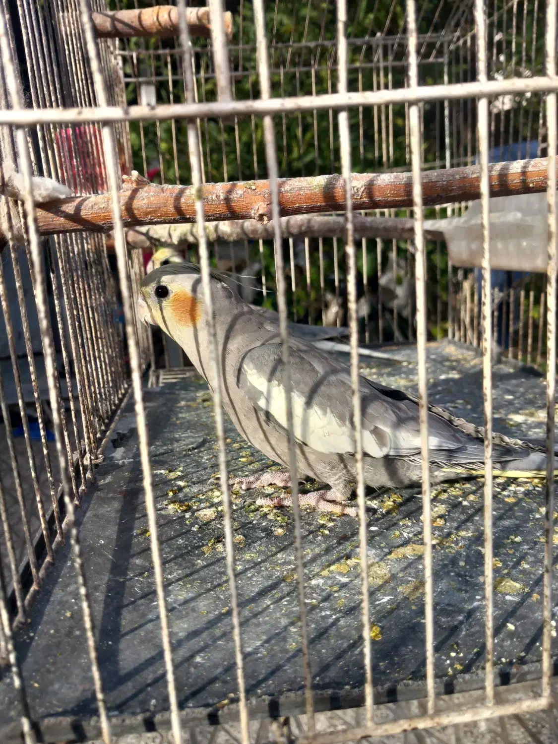 عروس هلندی|پرنده|نگین شهر, |دیوار