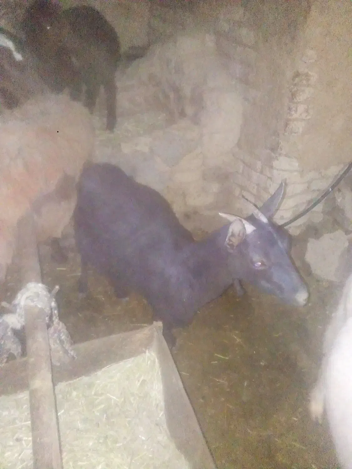 فروش بزغاله شکم اول|حیوانات مزرعه|بن, |دیوار