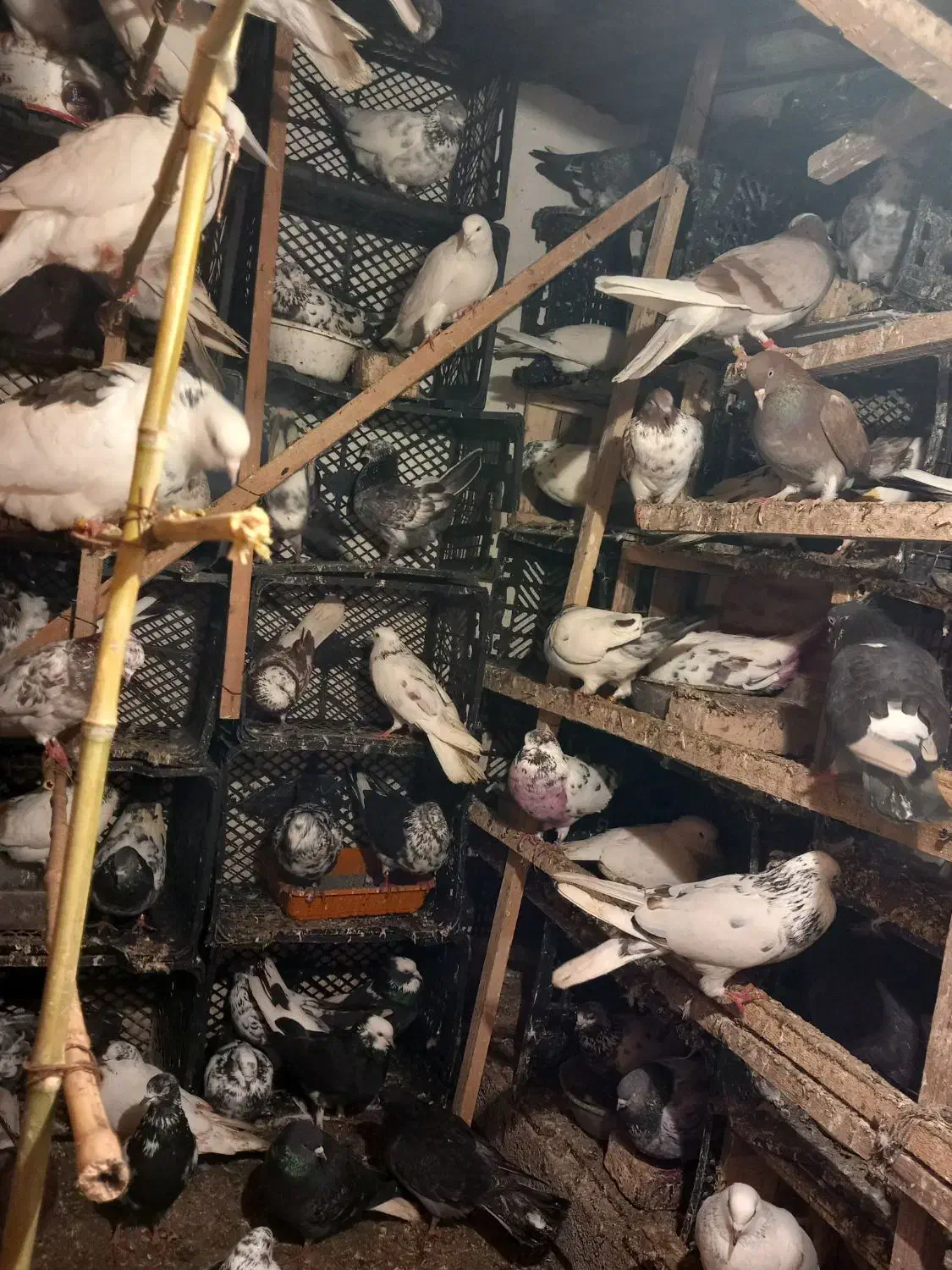 کبوتر پرشی|پرنده|چالوس, |دیوار