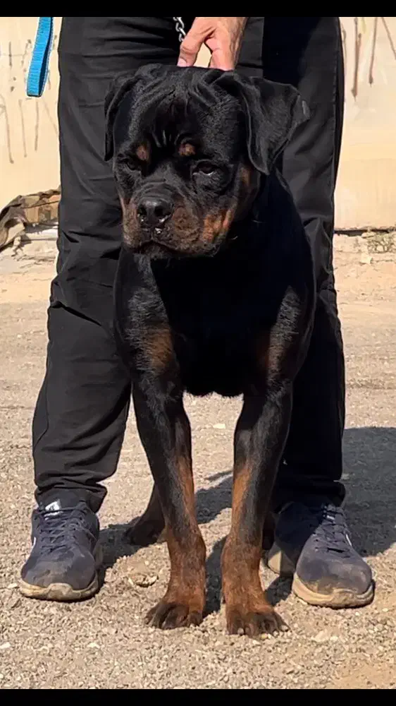 سگ نژاد روتوایلر اصیل|سگ|اهواز, کوی پیروزی|دیوار