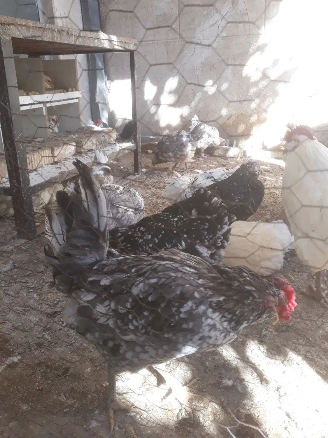 تخم مرغ گلین کیفیت فول|حیوانات مزرعه|شیراز, بازار|دیوار