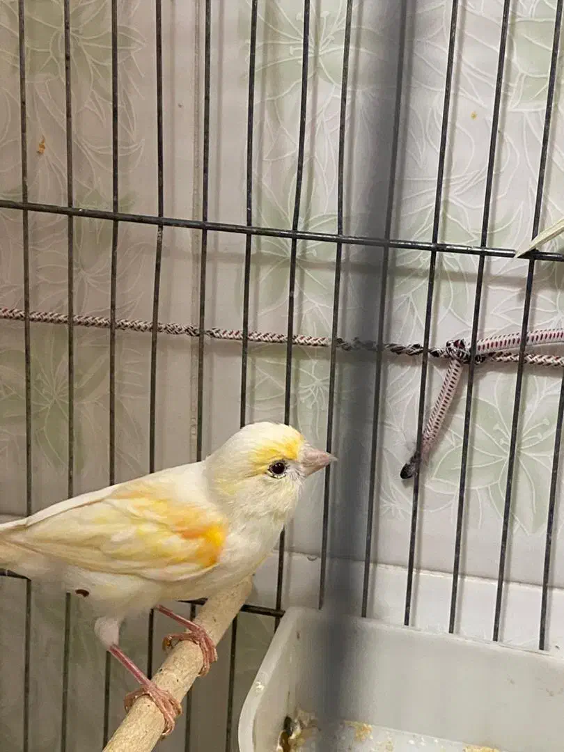 سه جفت قناری|پرنده|آران و بیدگل, |دیوار