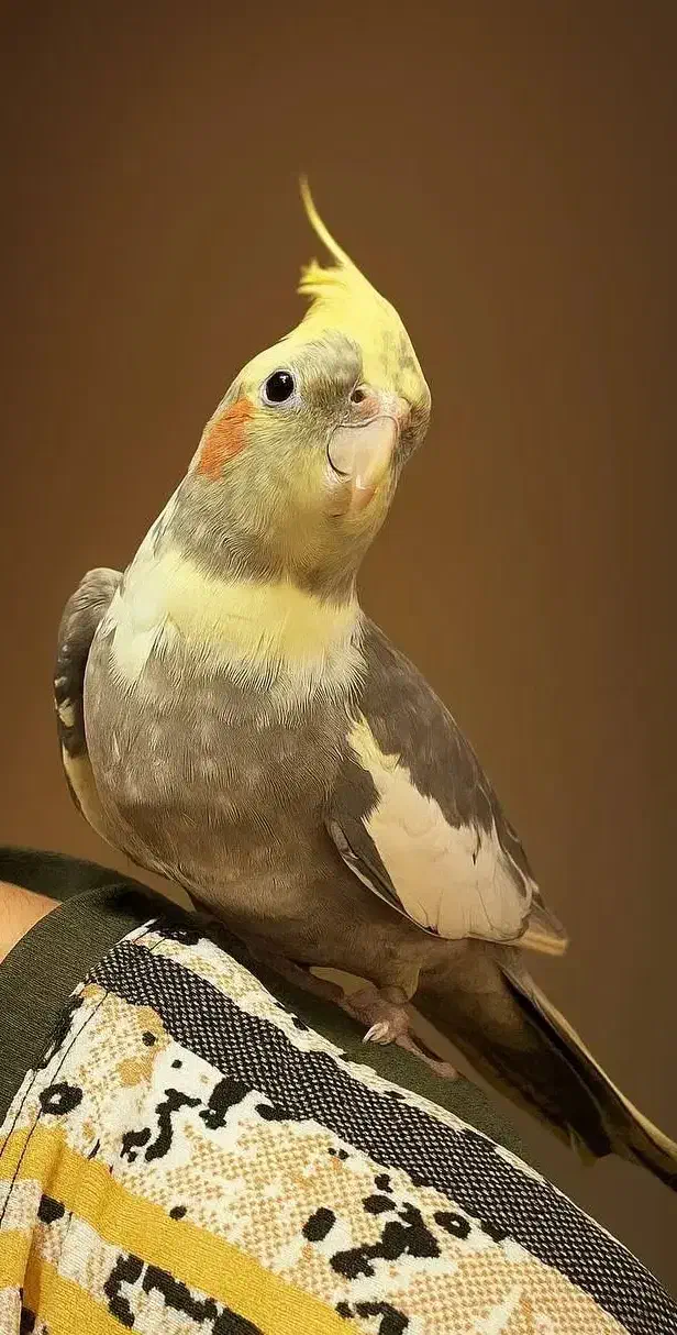 گمشده عروس هلندی کلاردشت|حیوانات|کلاردشت, |دیوار