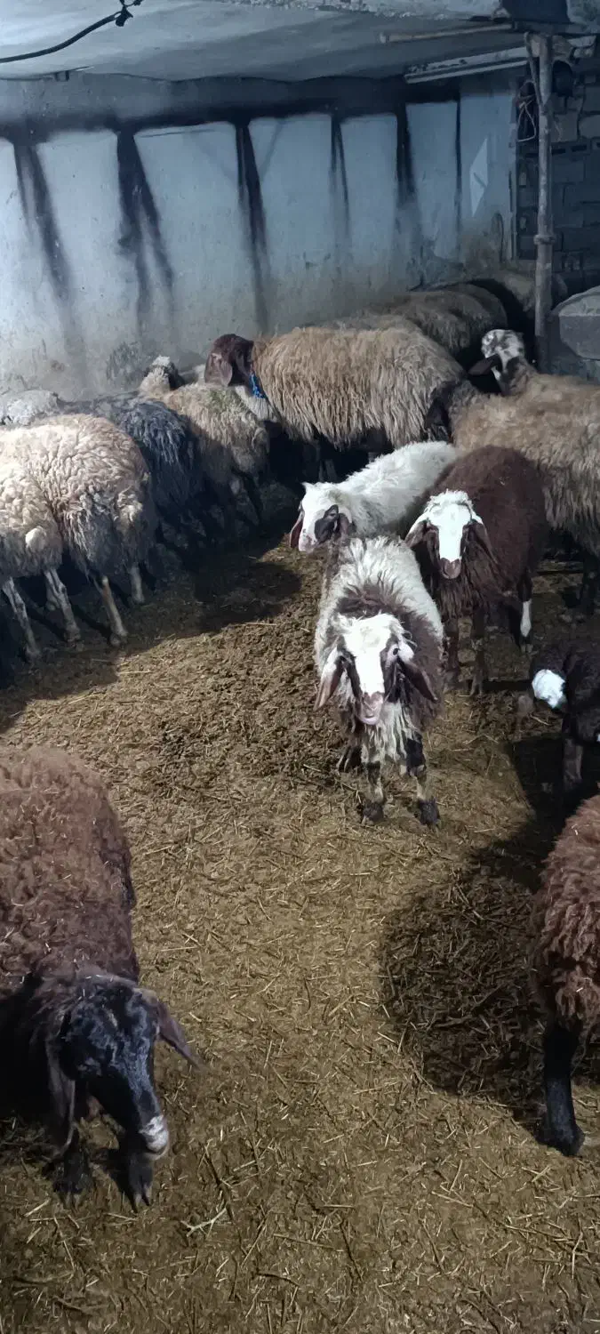 بره نر داشتی در دهگلان|حیوانات مزرعه|بلبان آباد, |دیوار