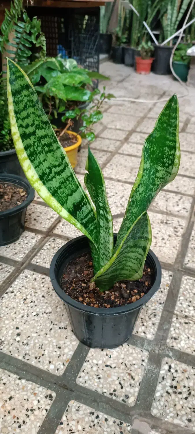 پتوس|گل و گیاه طبیعی|شیراز, پشم شیشه|دیوار