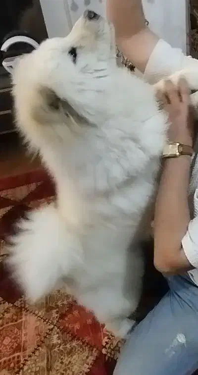 سگ نژاد چاوچاو|سگ|سیرجان, |دیوار