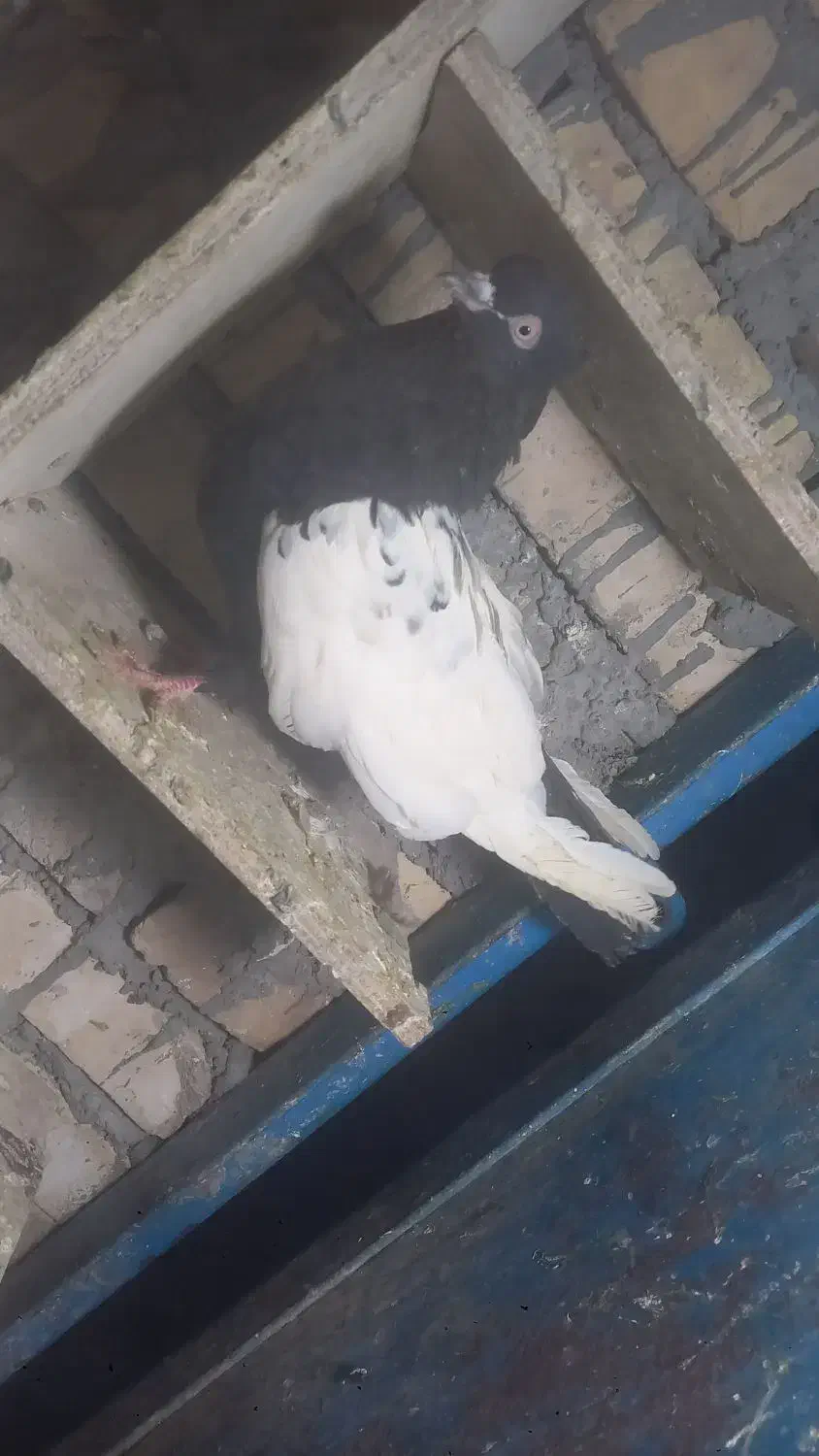 ماده سینه سیاه|پرنده|اهواز, پردیس|دیوار