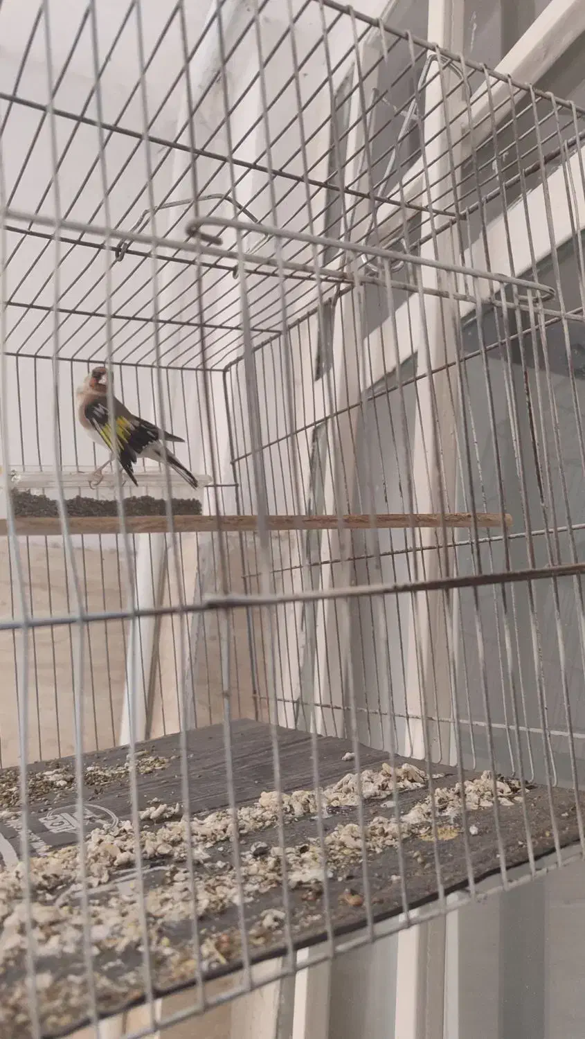 سهره فروشی|پرنده|پاکدشت, حصار امیر|دیوار