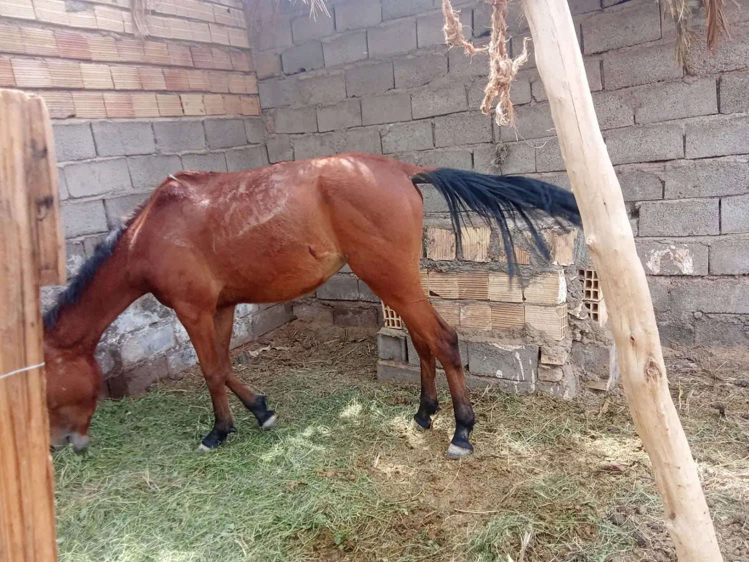 اسب|اسب و تجهیزات اسب‌سواری|کرمان, |دیوار