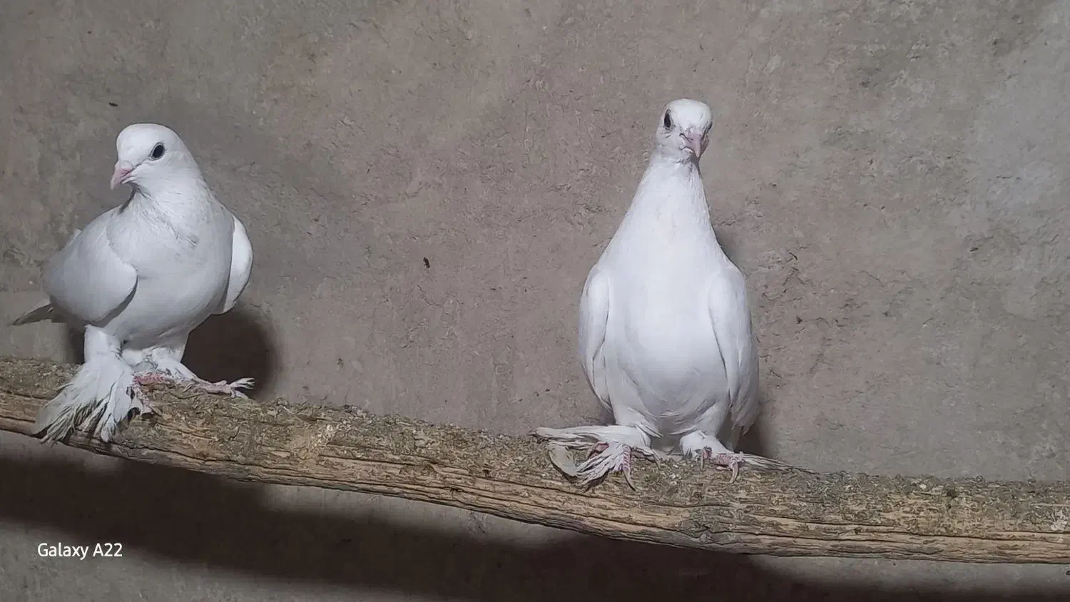 کبوتر|پرنده|تبریز, |دیوار