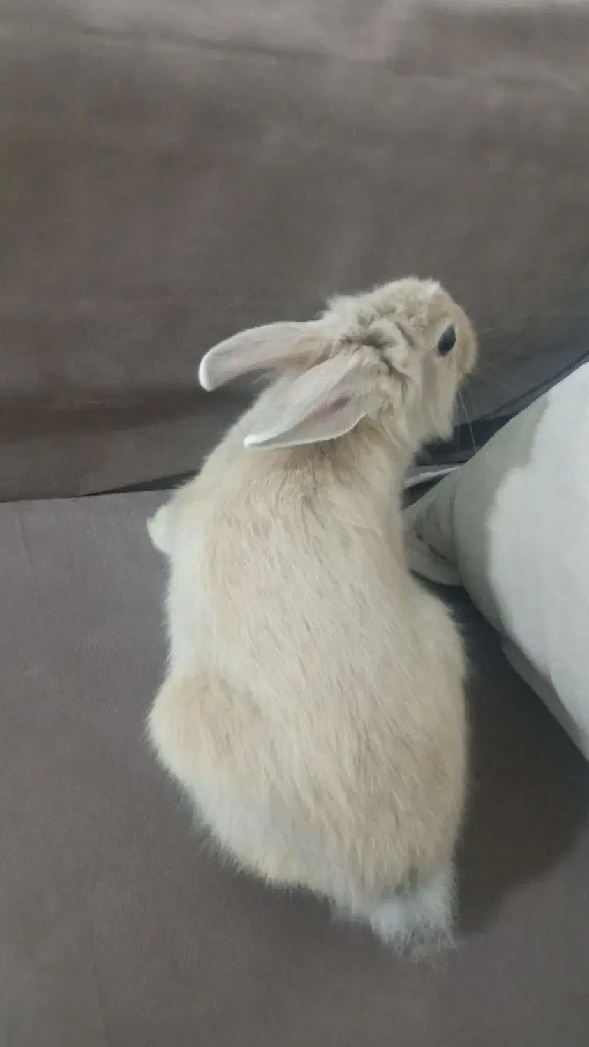 خرگوش جرسی ۳ ماهه ماده|موش و خرگوش|نیشابور, شهید جعفری|دیوار