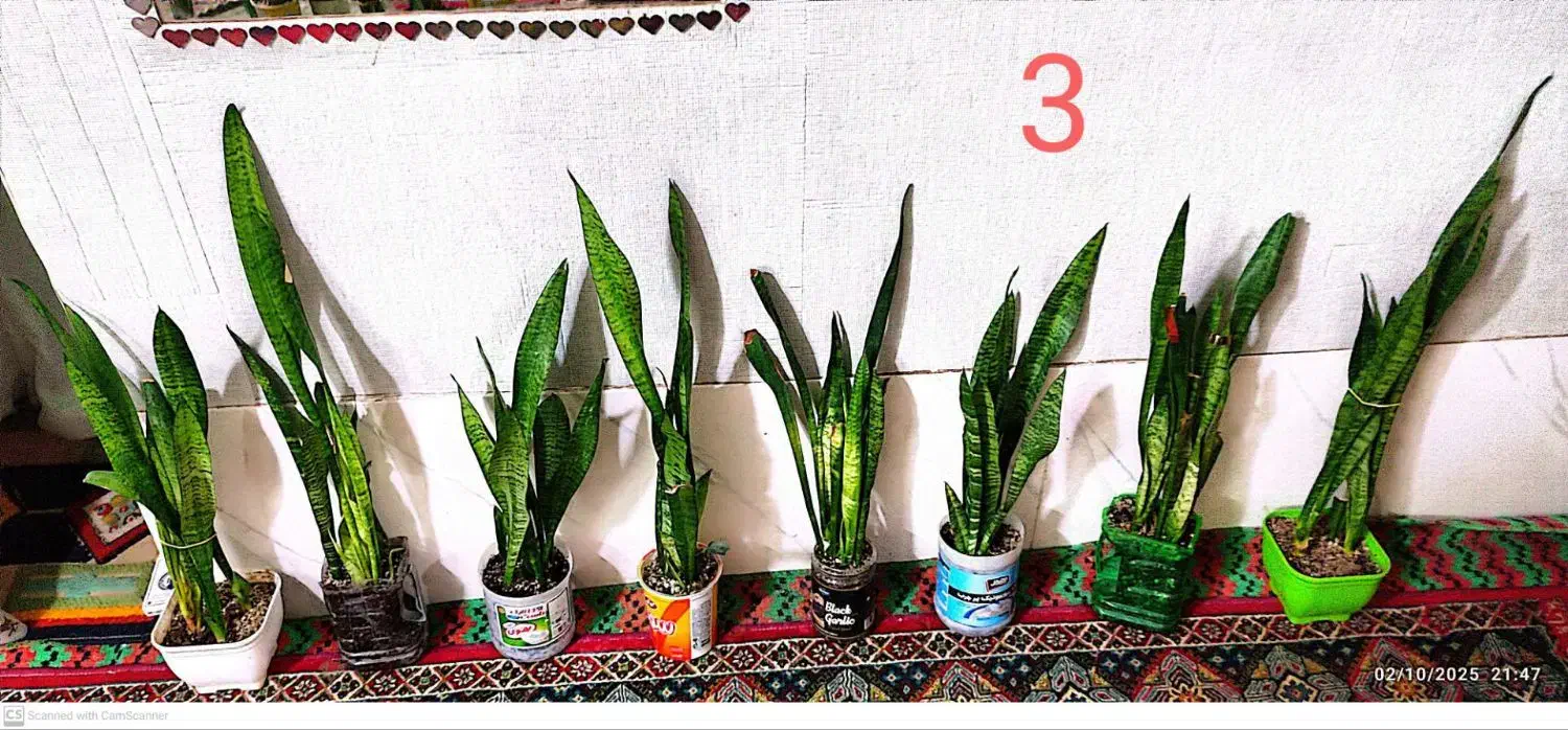 گل سانسور یا خانگی اپارتمانی|گل و گیاه طبیعی|زهک, |دیوار