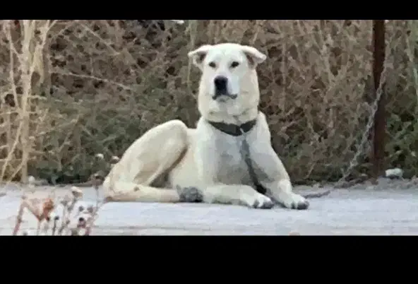 جفتگیری با سگ نر|سگ|ماکو, |دیوار