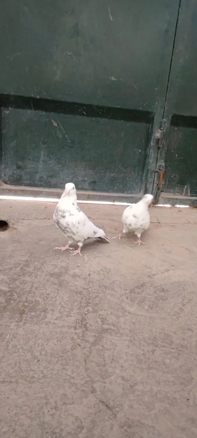 کبوتر|پرنده|اصفهان, بوستان ناژوان|دیوار