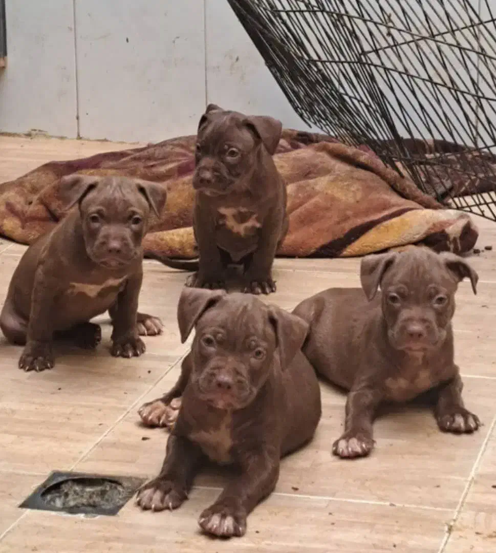 پیتبول|سگ|بندرعباس, |دیوار