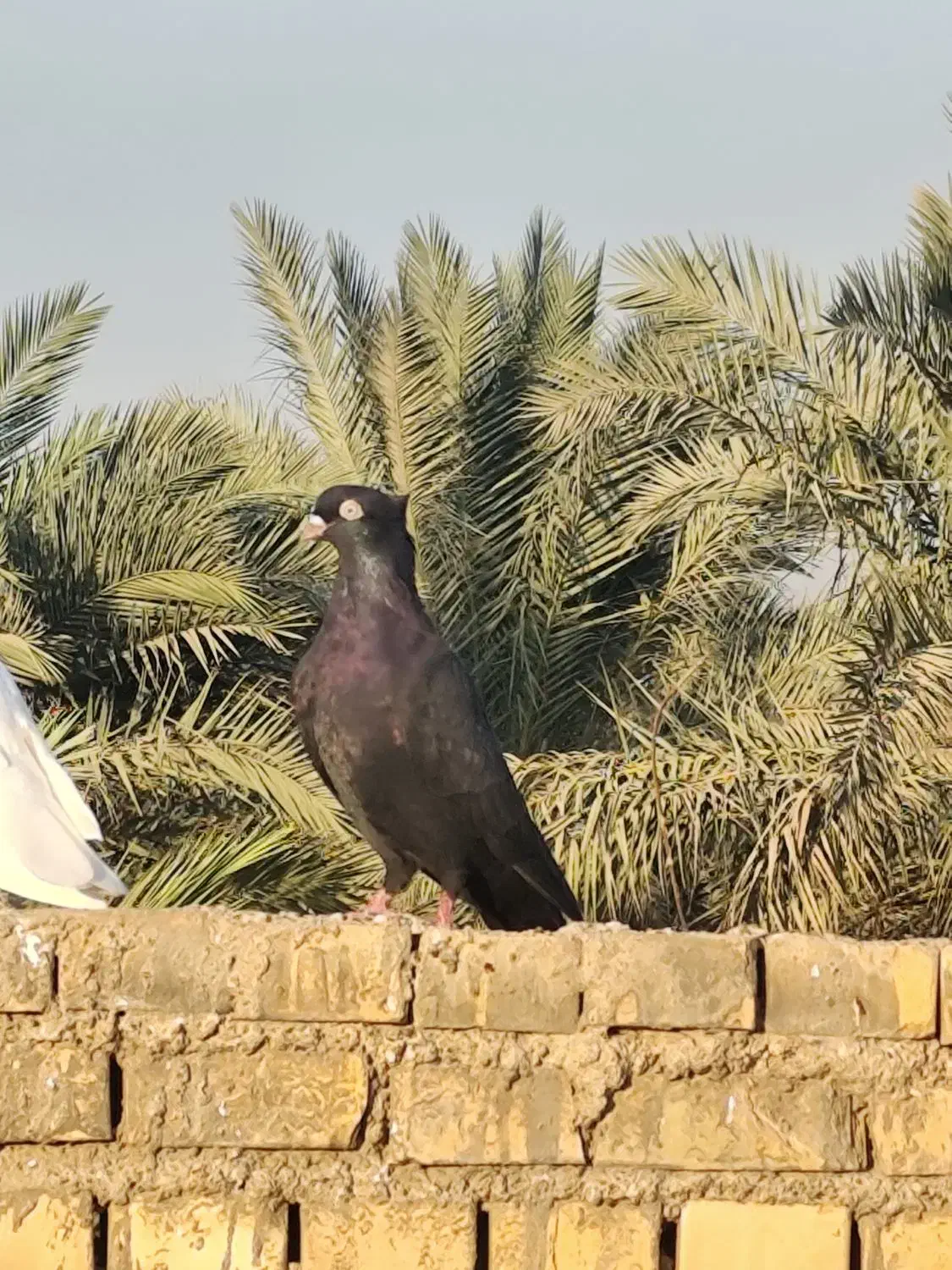 زاغ ابادانی نر مست|پرنده|خرمشهر, |دیوار