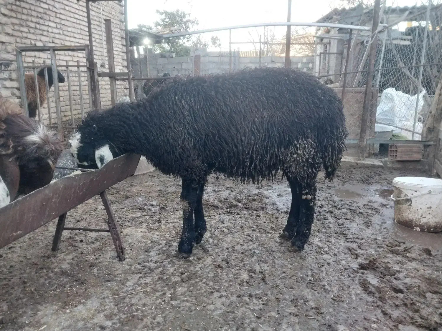 برهنرچاقوخمیر|حیوانات مزرعه|سیمین شهر, |دیوار