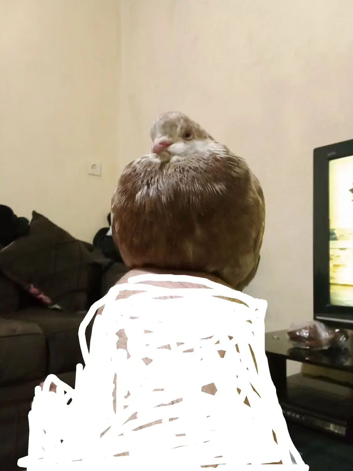 کبوتر خانگی|حیوانات|خرم‌آباد, |دیوار