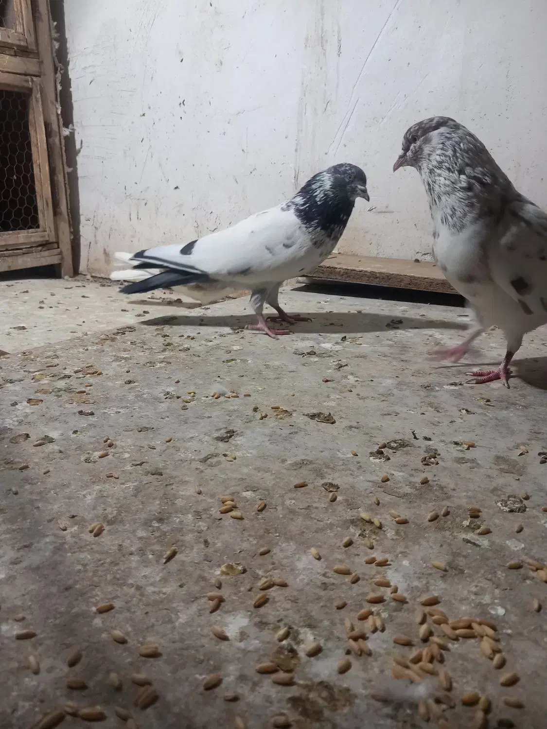 کفتر|حیوانات|قم, نیروگاه|دیوار