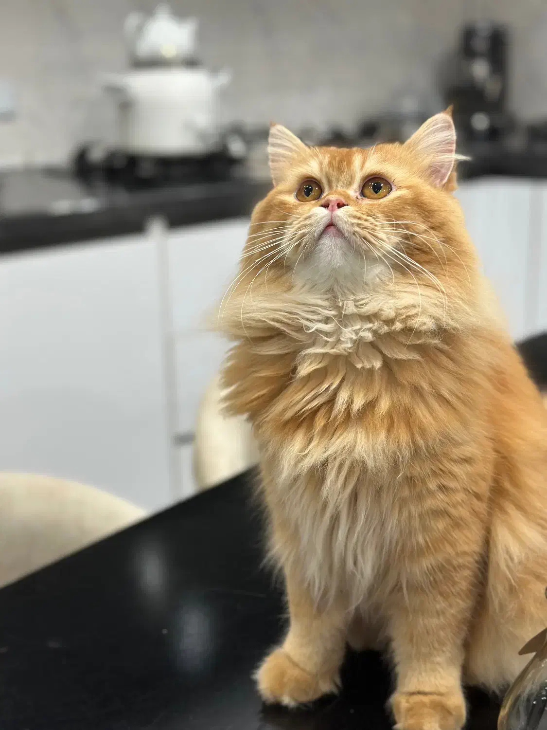 بریتیش لانگ هیر|گربه|رشت, گلسار|دیوار